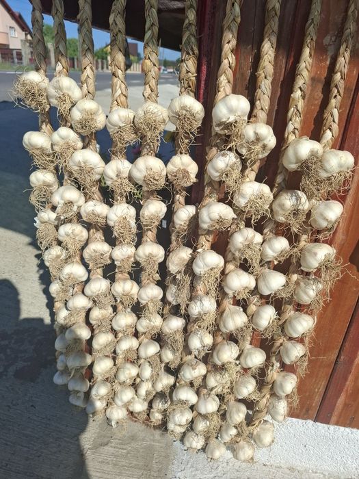 Usturoi Roșu și Alb