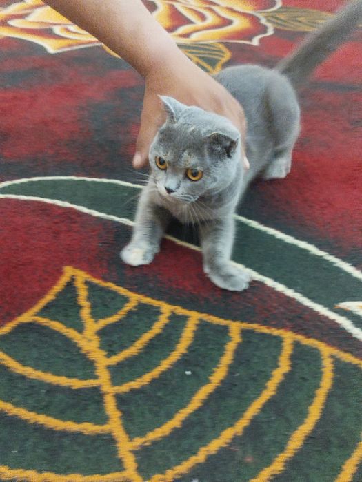 Mushuk sotiladi parodali