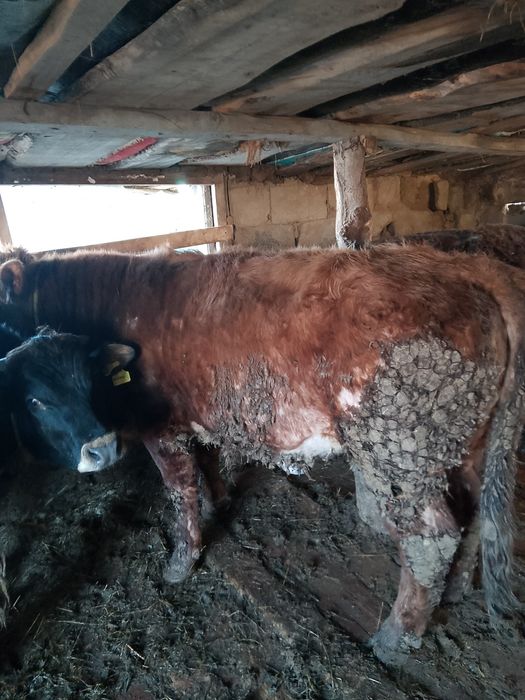 Бұқалар сатылады  ватсап номер