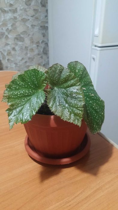 Бегония коралловая