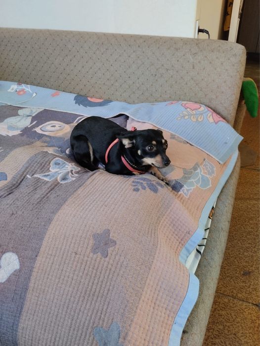 Собака, русский  терьер