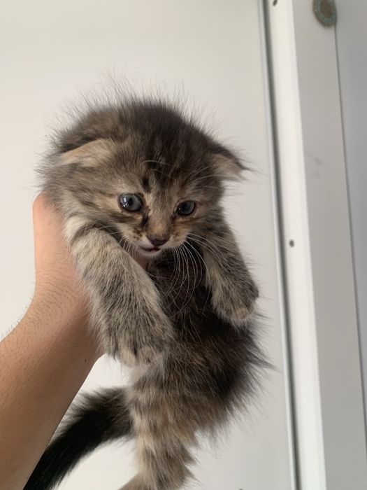 Котята 3-х недель