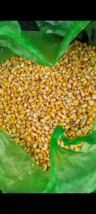 Кукуруза. Жүгері. Жемдік жүгері.