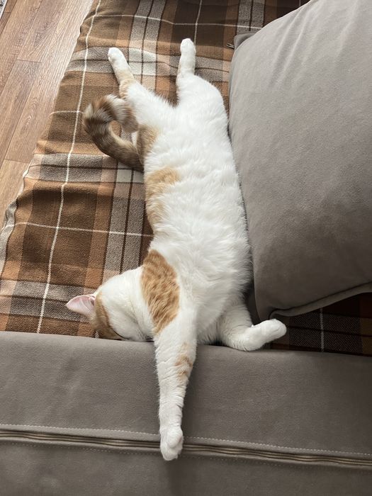 Кот , примерно 2,5 года