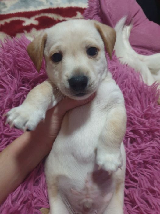 Отдаём щенков в хорошие руки бесплатно