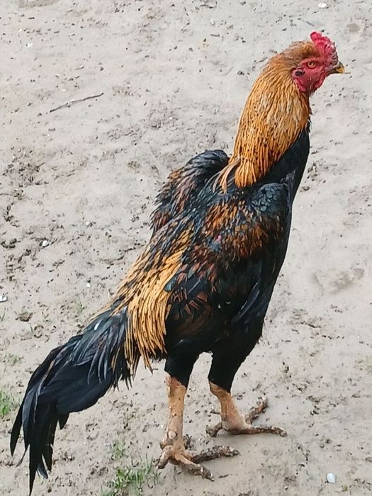 Dakan xoroz sotuvda