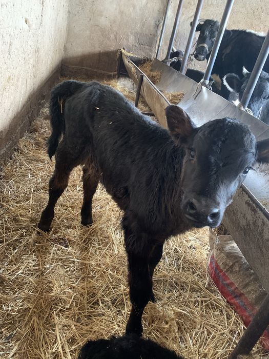 Ангус бұзаулар бар