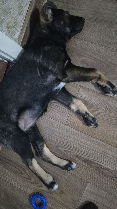 Отдам щенка-девочку