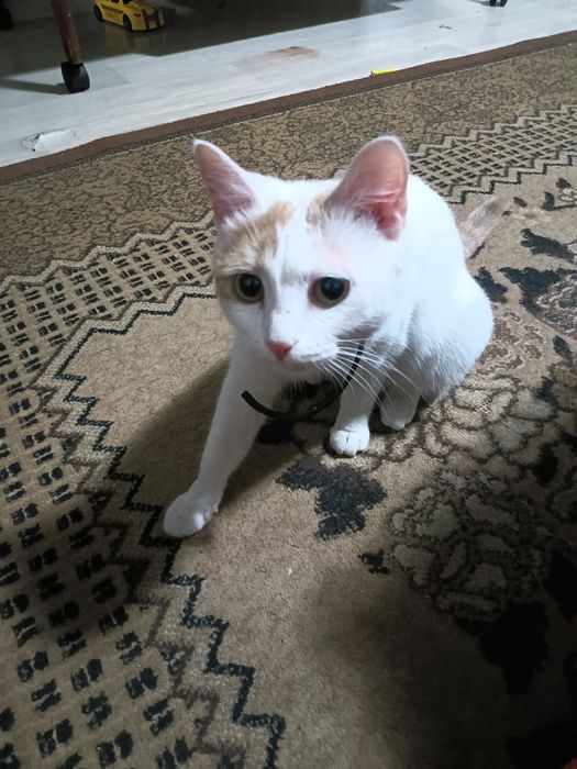 Отдам красивую кошку,