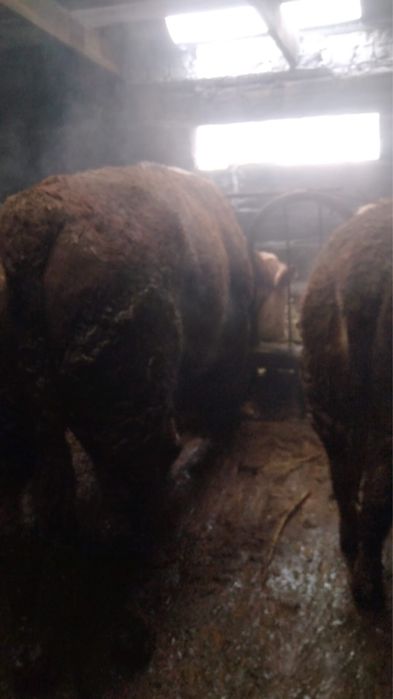 2 жасар еркек мал сатылады