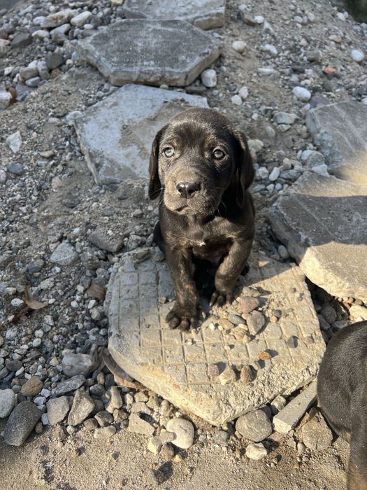 Подарявят се 3 мъжки кученца