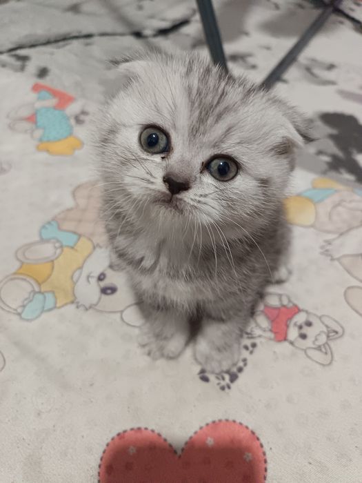 Мушук болари сотилади 4та бор