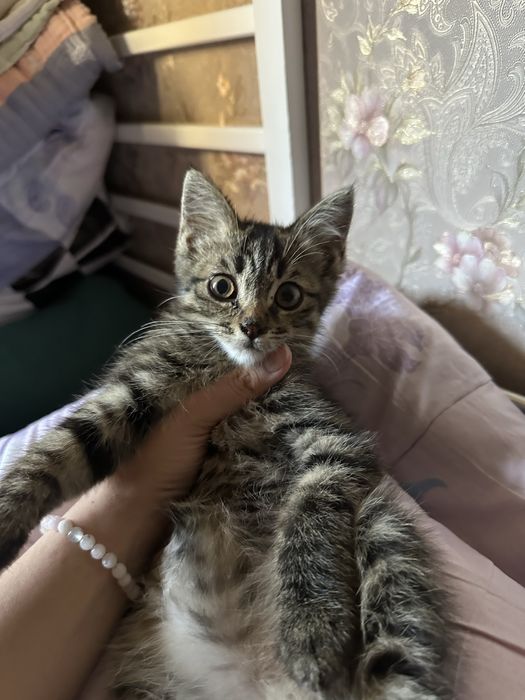 В добрые руки бесплатно кота