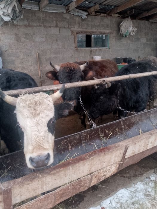 2-х годовалые быки