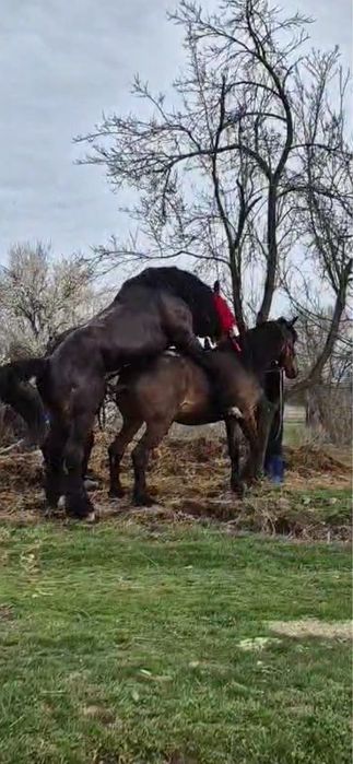 Iapa de 7pe 8 ani 1,75 la greaban