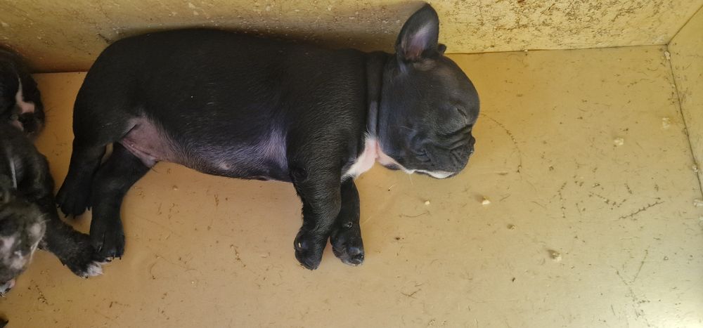 Французский бульдог