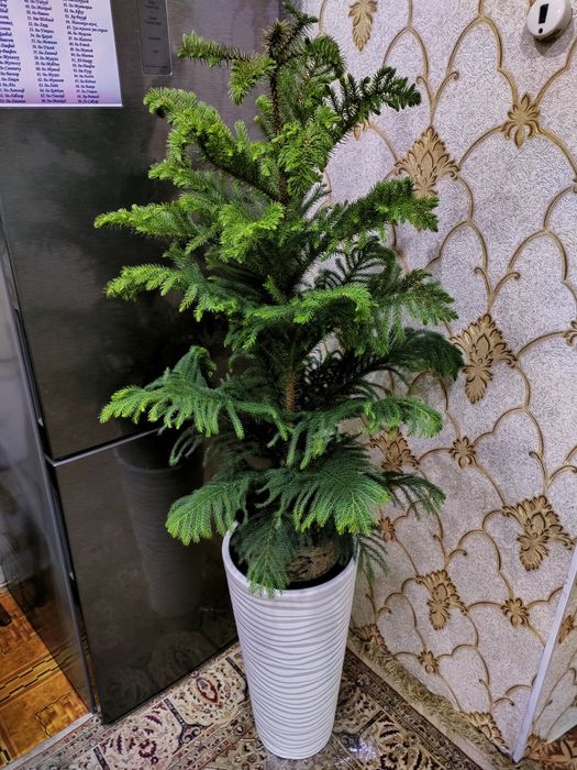 Комнатные растения. Доставка есть