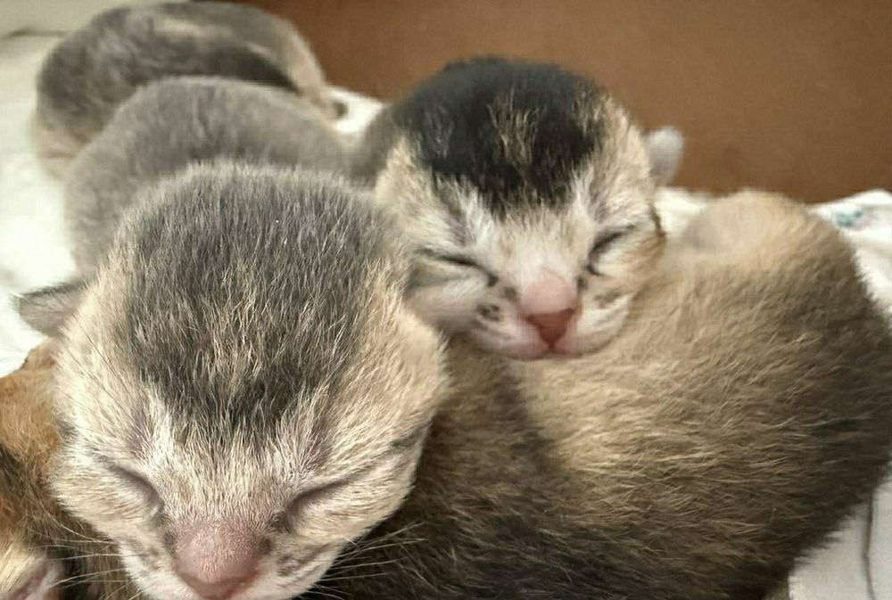 Абесинские котята бронь