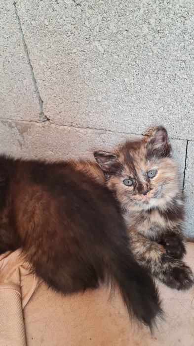 Ищем дом чудесным котятам