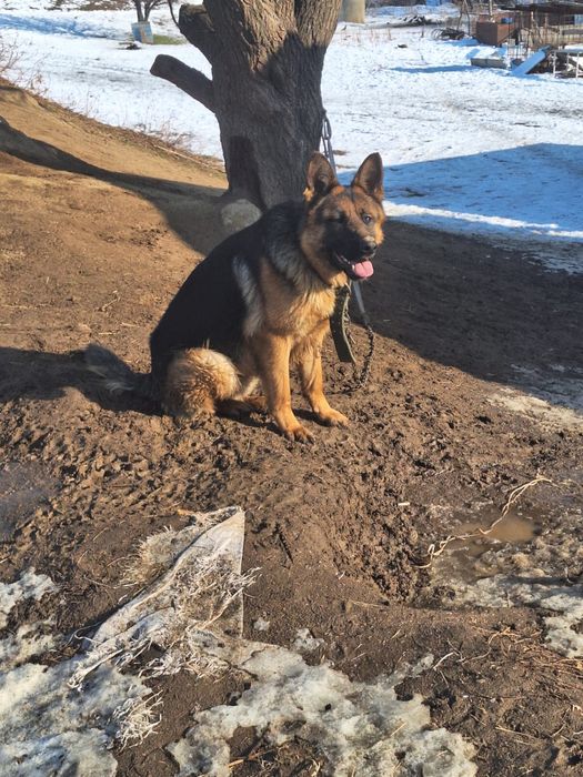 Годовалый немецкая овчарка