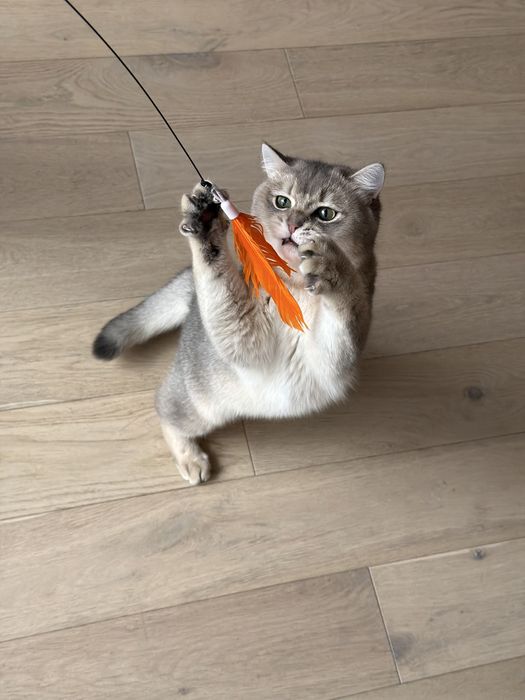 British shorthair chinchilla blue 9 luni motan