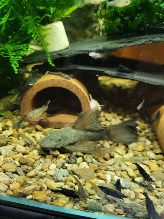 Creveți Neocaridina Blue Diamond