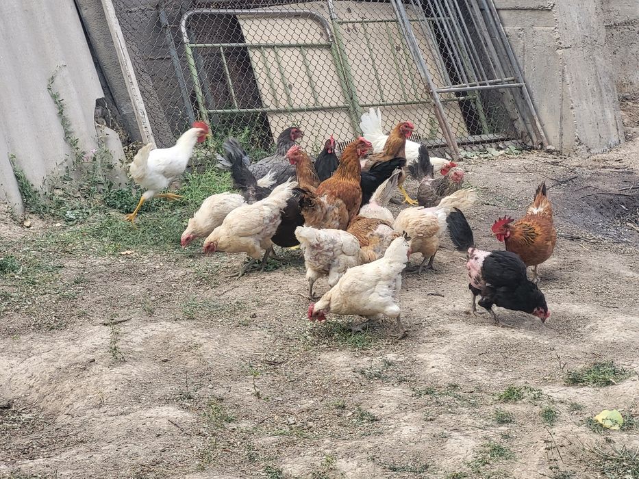 Домашние куры и петухи