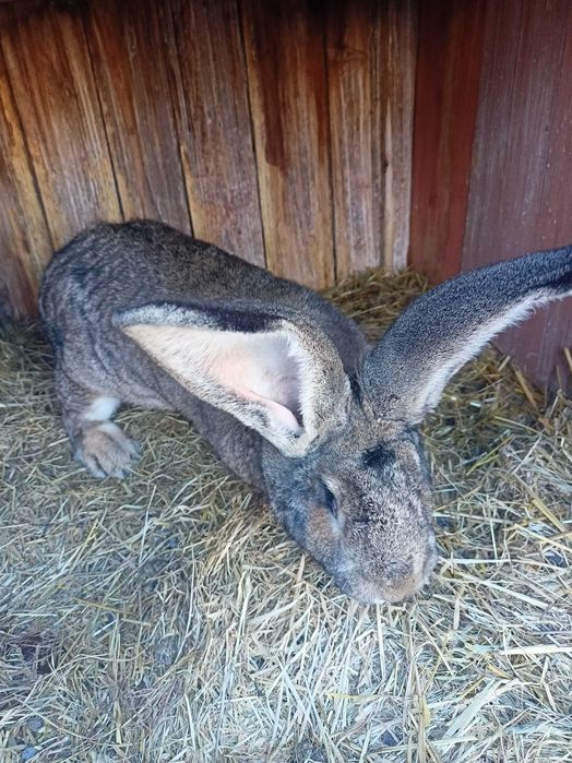 Femelă uriaș german caută casă nouă