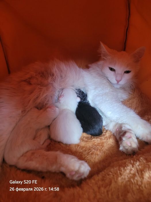 Отдам котят в добрые руки