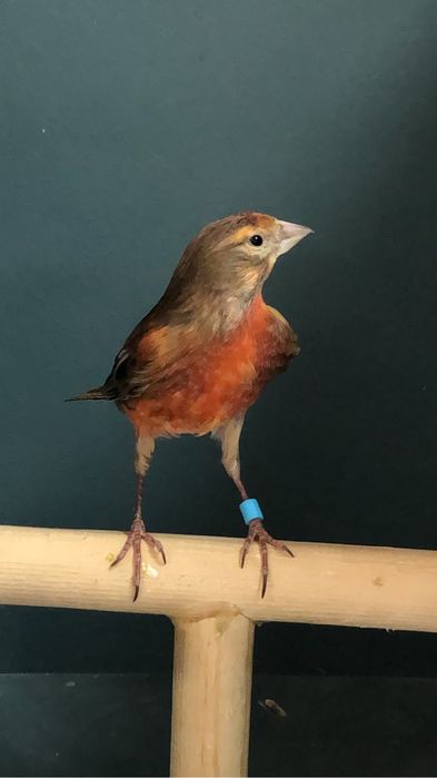 Канарейка кенор гибрид репел