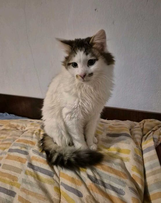 6-месечният Памукчо търси дом!