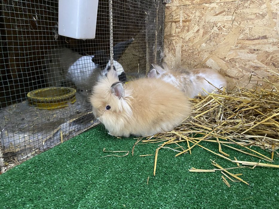 Iepuri pitici cap de leu