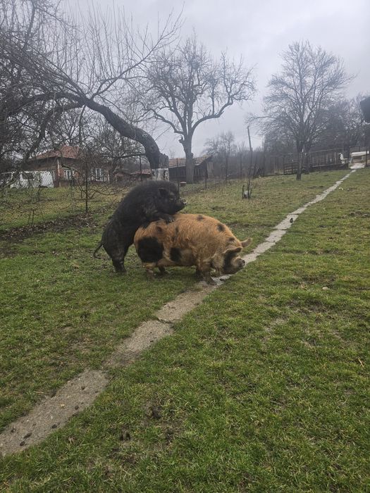 виетнамски прасенца