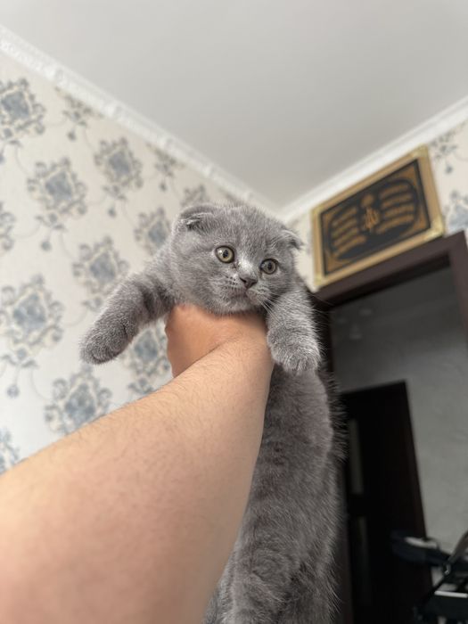 Котенок скотиш фолд