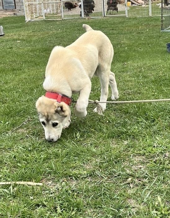 «Алабай» күшігі, 2 айлық