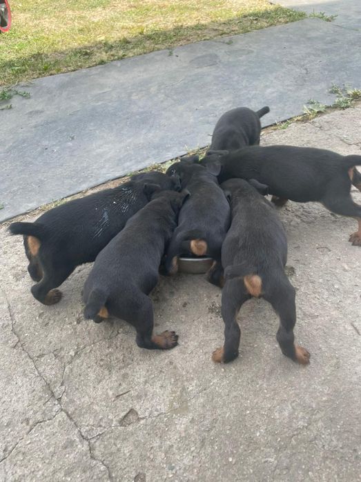 Продаются щенки ягдтерьера