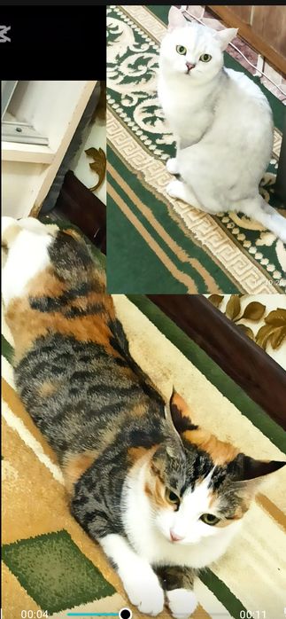 Ширингина мушукчалар