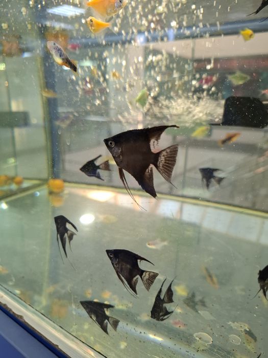 Аквариумные рыбки