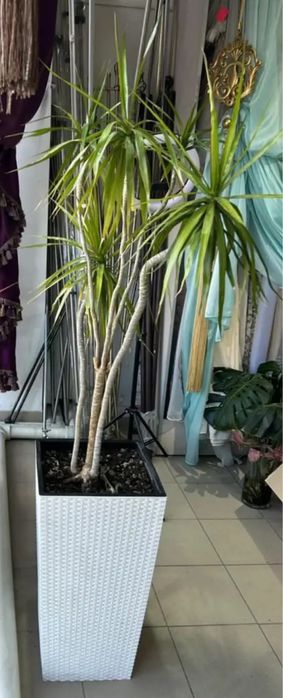 Продам драцену в кашпо