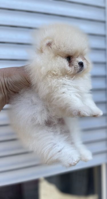 Померан мини