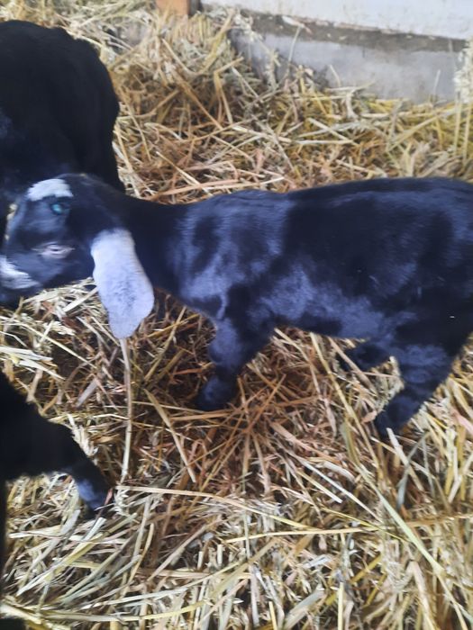 Vand Țapusor anglo-nubiana pur.