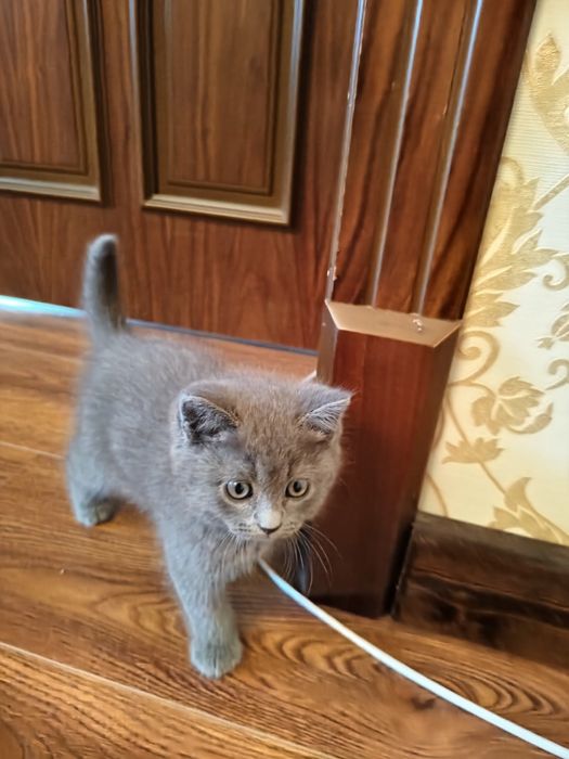 Котята Британские шиншиллы