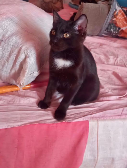 Отдам в хорошие руки