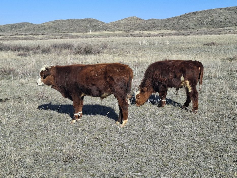 1,5жасар ақбас, әуилекөл бұқалар сатылады