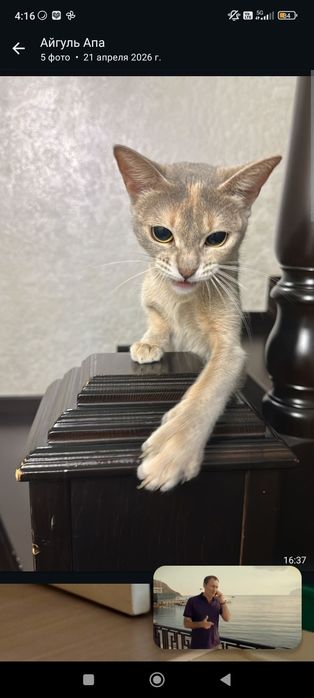 Отдам кошку в хорошие руки