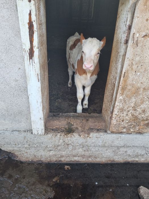 2 tauras de 5 și 6 săptămâni