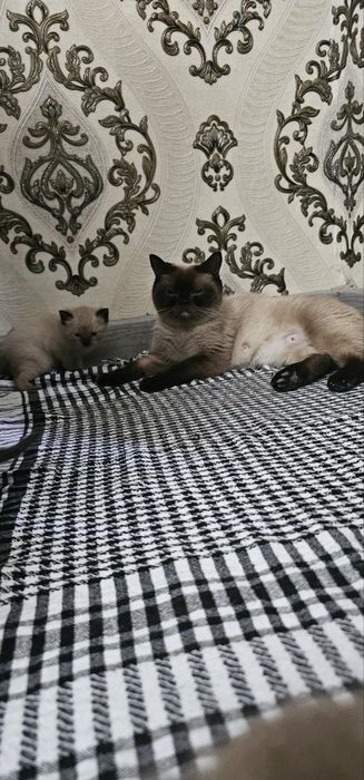 Продаются тайские котята