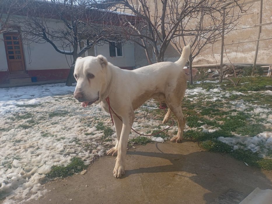 ALABAY zotdor sotiladi