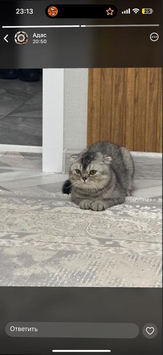 Отдам шотландца в добрые руки