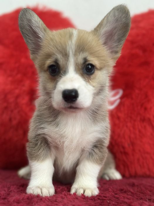 Супер малыши вельш корги